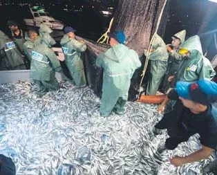 Hamsi 8 liradan tezgaha çıktı