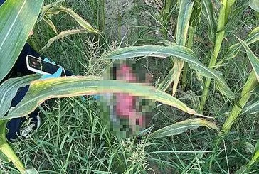 Osmaniye'de kan donduran olay! Mısır tarlasında yeni doğmuş bebek bulundu | Kan donduran göbek bağı detayı...