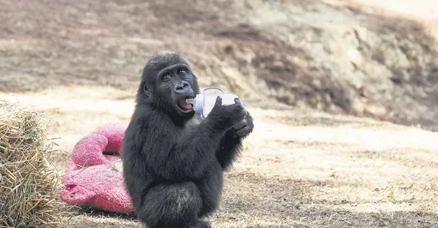 Kaçakçılıktan kurtarılan goril Zeytin vatanına dönüyor