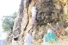 Hakkari'de cesur arıcılar kayalıkta kaya balı topladı