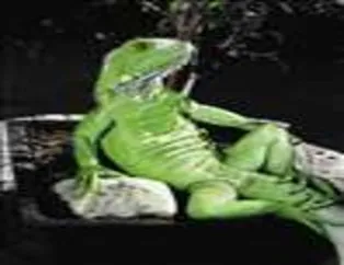 Keyfine Düşkün İguanalar