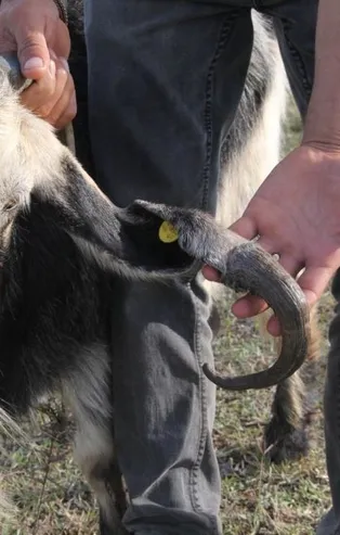 Atasözü gerçek oldu! Boynuz kulağı geçti
