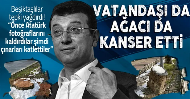 CHP'li İBB'nin rezaletine ilçe sakinleri isyan etti: Atatürk fotoğraflarını kaldırdılar, şimdi çınarları katlettiler