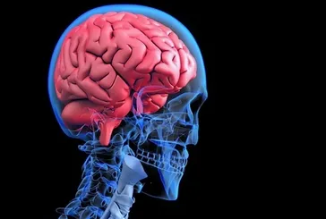 9, 32, 66 ve 83: Bu dört yaş beynin kaderini nasıl belirliyor? Bilim açıkladı