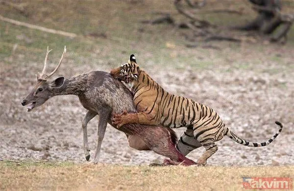 Kaplan akşam yemeği için ayıyı seçti fakat... Vahşi doğada Kaplan ile ayının şoke eden kavgası kapışması! - 20