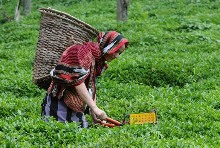 Yaş çayda fiyat açıklandı