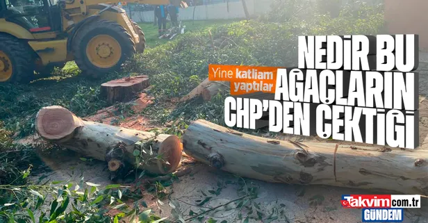 CHP'li Gaziemir Belediyesi'nden ağaç katliamı! Restoran yapmak için hepsine kıydılar