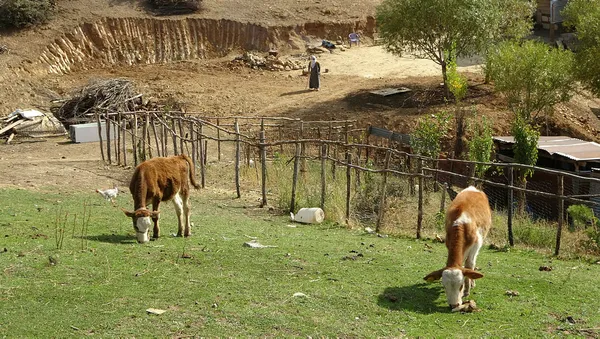 bolucu-teror-orgutu-pkknin-basi-ezildi-dogulular-28-yil-sonra-koylerine-donuyor-1633332536564.jpg Bölücü terör örgütü PKK'nın başı ezildi! 28 yıl sonra köye dönüş başladı-3