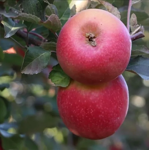 Dişlerin dostu elma