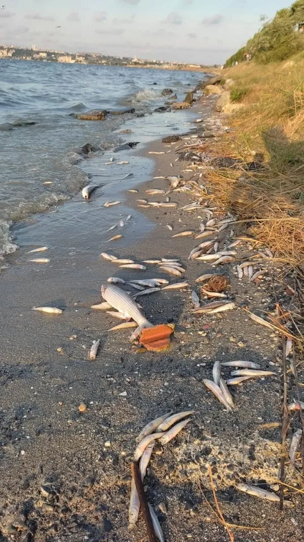 kanal-istanbulu-yaptirmam-diyen-ekrem-imamoglu-kucukcekmece-golune-bakmiyor-binlerce-olu-balik-sahile-vurdu-1625303654168.jpg Kanal İstanbul'u 'yaptırmam' diyen Ekrem İmamoğlu Küçükçekmece Gölü'ne bakmıyor! Binlerce ölü balık sahile vurdu-11