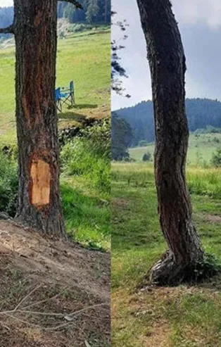 Bartın'da tepki çeken görüntü! Çam ağaçlarını yonttular