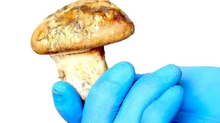 Deli gibi satıyor! Köylüler milyonlar kazanıyor! Japonlar sırada bekliyor-2