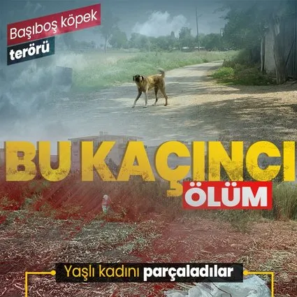 Adana’da başıboş köpekler yaşlı kadını parçaladı
