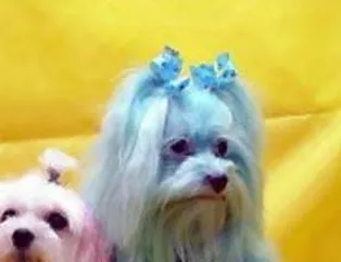Köpeklerin Kreasyonu