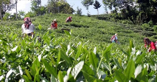 Yaş çayda 2022 yılı ürünü için fark ödemesi belli oldu! Kilogram başına ne kadar ödenecek?