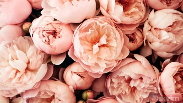 ↪ 1984 Yılından İtibaren İse Kadın Örgütlerinin Öncülüğünde Her Yıl Düzenli Olarak Dünya Kadınlar Günü Etkinlikleri Gerçekleştirilmeye Devam Ediyor. Bugün,...