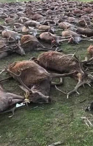 Resmen katliam yaptılar! 540 yabani hayvanı...