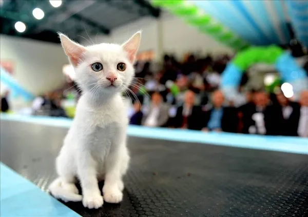 21-aralik-oncesinde-mugla-marmariste-sokak-kedilerinin-ortadan-kaybolmasi-satanizm-iddialarini-gundeme-getirdi-1608366465767.jpg 21 Aralık öncesinde Muğla Marmaris'te sokak kedilerinin ortadan kaybolması satanizm iddialarını gündeme getirdi-19