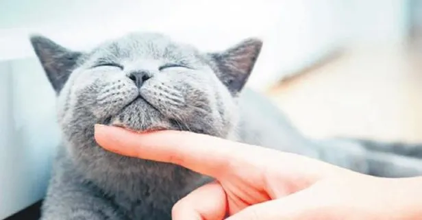 Koltuktaki tüylere dert etmeyin | Pratik bilgiler