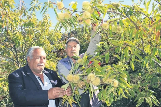 Mersin'de kestane sevinci