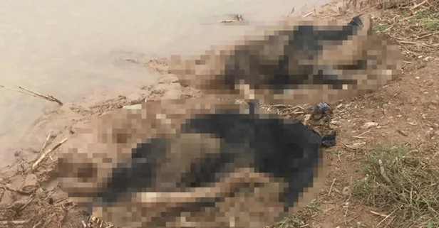 Hatay'da korkunç olay! 3 kadın cesedi bulundu