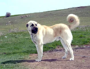 Anlaşma sağlandı! Kangallar İtalya'ya gidiyor