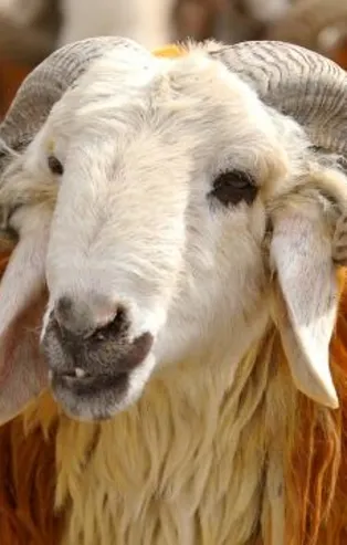 2021 kurbanlık fiyatları! Büyükbaş, küçükbaş kurban fiyatı! Kurban vekalet ücreti ne kadar?