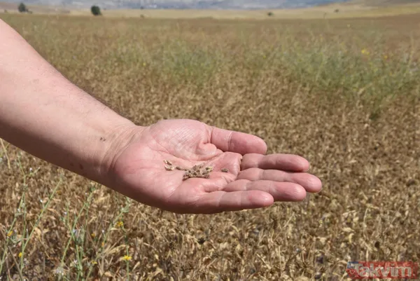 Nadasa bırakacaktı pelemir ekti jet yakıtı üretilecek - 12
