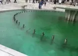 İBB havuzu temizlemeyince vatandaşlardan şikayet yağdı! İlçe belediyesi kolları sıvadı