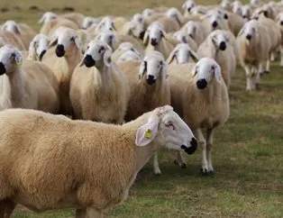 TİGEM 300 koyun kredi şartları nelerdir? TİGEM hibe başvurusu nasıl yapılır?