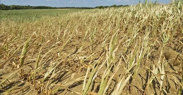 ABD’nin batısında 2000-2021 yılları arasında son 1200 yılın en büyük kuraklığı yaşandı