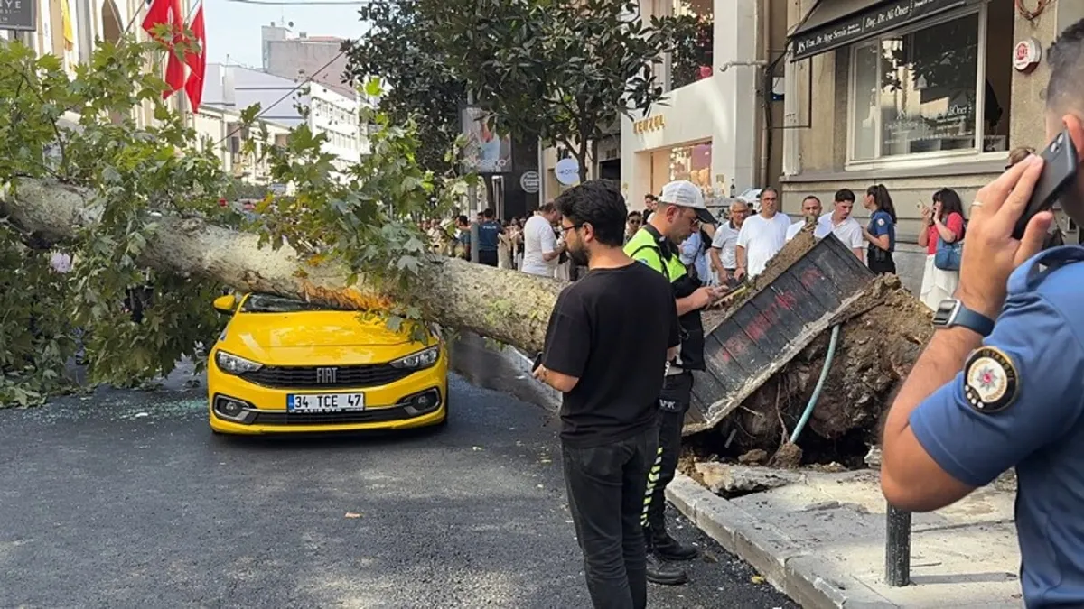 Şişli'de park halindeki araçların üzerine ağaç devrildi