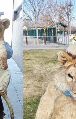 Aslan saldırısı sonucu bir parmağını kaybetti