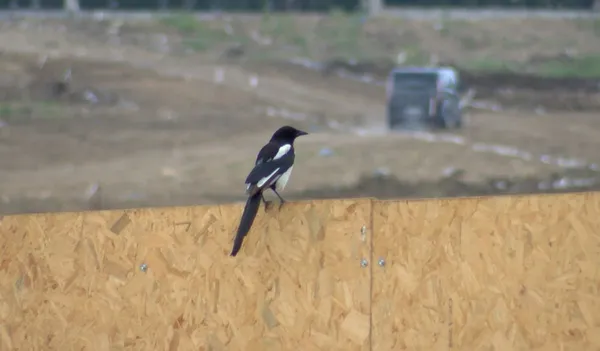 istanbulda-yeni-salgin-bati-nil-virusu-tespit-edildi-1622884861813.jpg İstanbul'da yeni salgın! Batı Nil Virüsü tespit edildi-6