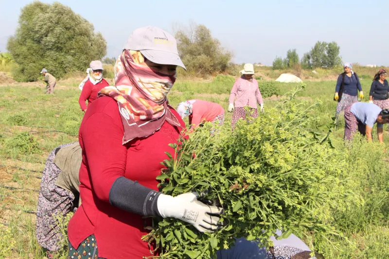 17 yıllık mesleğini bıraktı, servetine servet kattı - 12