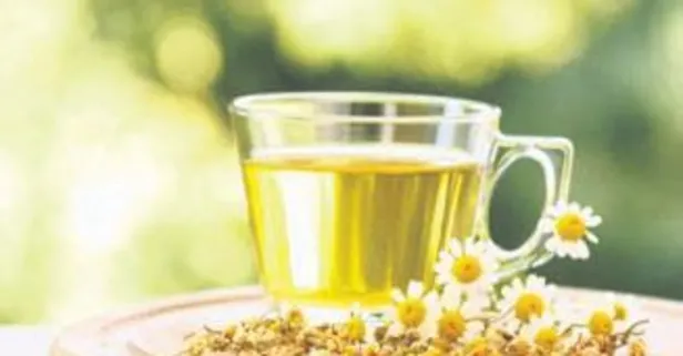 Gribin ilacı papatya çayı hangi hastalıklara iyi gelir?