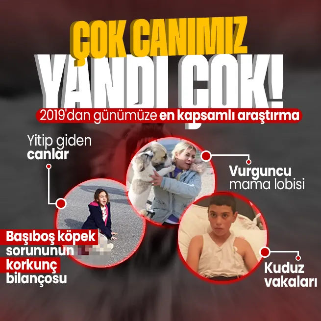 5 yılda çok canımız yandı! 2019dan günümüze verilerle sokak köpeği sorunu: Yitip giden canlar, kuduz vakaları, vurguncu mama lobisi