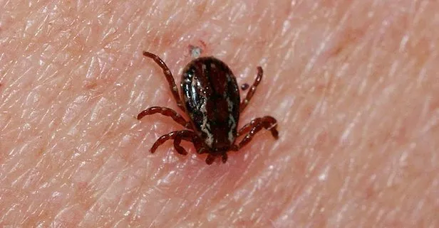 Rüyada Kene Görmek Rüyada Kene Görmek