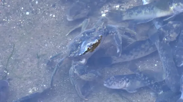 kucukcekmece-golunde-olu-baliklar-kiyiya-vurdu-ibb-suspus-1593330411427.jpg Küçükçekmece Gölü'nde ölü balıklar kıyıya vurdu, İBB yine suskunları oynadı!-6