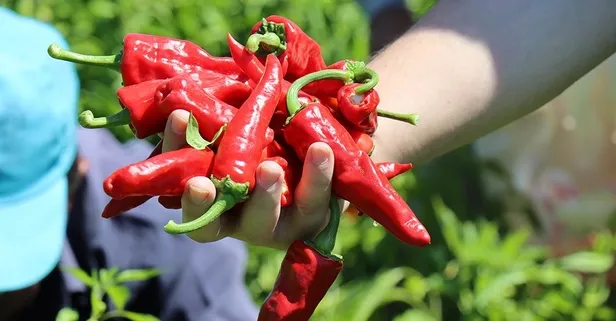 Uzmanı cilt dostu besinleri sıraladı