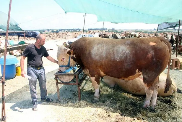 1-tonluk-pasa-kurban-pazarinda-ilgi-odagi-oldu-degeri-tam-75-bin-lira-1657266203401.jpeg 1 tonluk 'Paşa' kurban pazarında ilgi odağı oldu: Değeri tam 75 bin lira-1