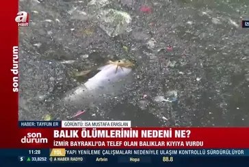 İzmir Bayraklı'da toplu balık ölümleri! Nedeni ne?