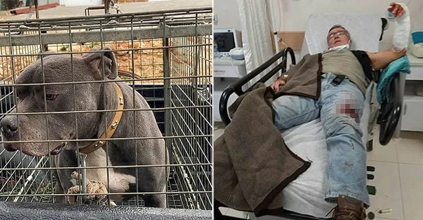 Yine pitbull saldırısı! Hastaneye kaldırıldı