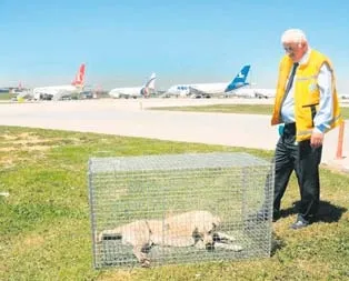 Kule: pistte köpek var