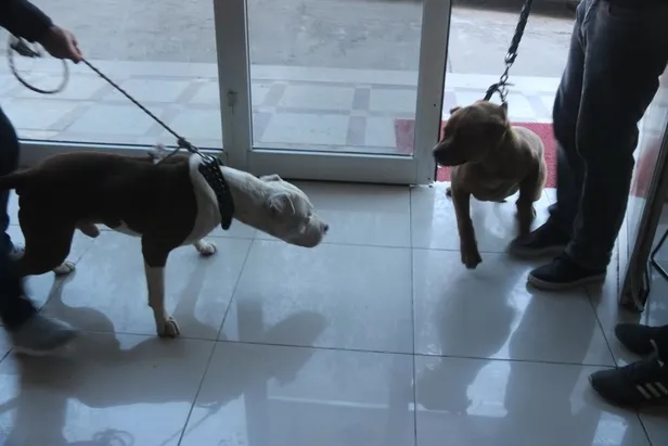 ‘Yasaklı ırk’ köpek sahipleri silah alamıyor saldırgan köpek yetiştiriyor: Kestikleri kulakları yediriyorlar!-4