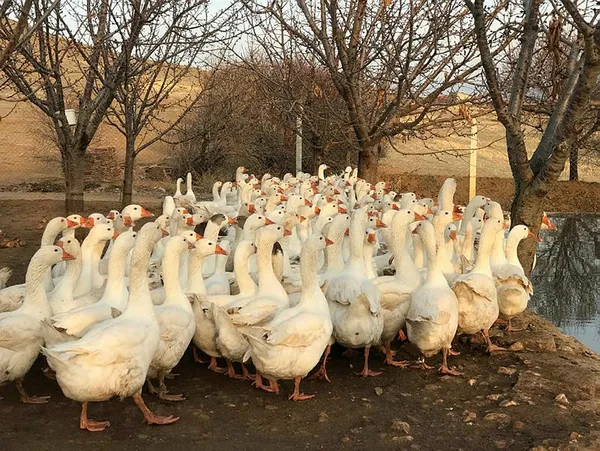 Maliye’den emekli oldu bu işe girdi! Paraya para demiyor-2