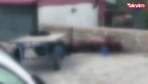 Ardahan’da pitbull dehşeti! Atı boğarak öldürdü