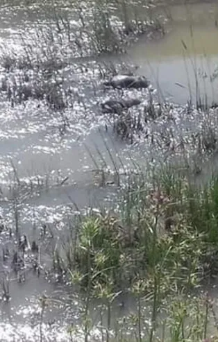 Hatay'da nehirde 2 ceset bulundu