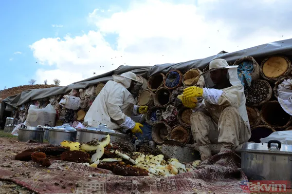 Kilosu 350 TL! 3 bin rakımda üretilen karakovan balından bu yıl 250 ton bekleniyor - 4