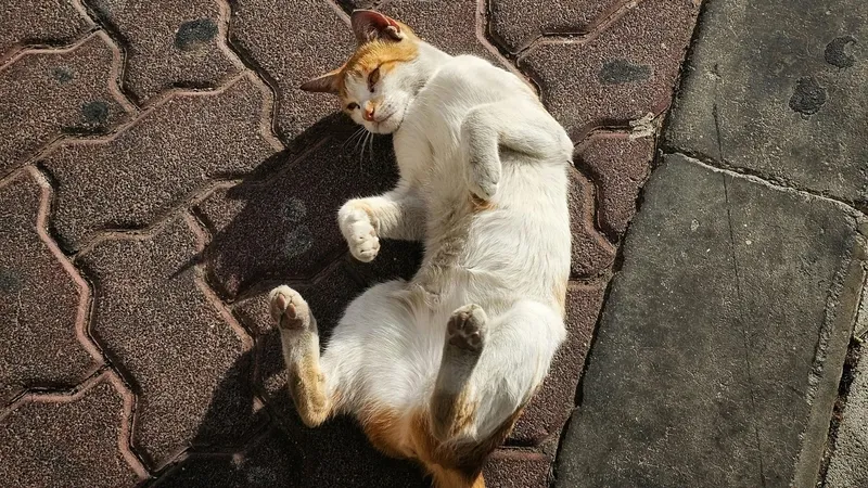 kediler-neden-4-ayak-uzerine-duserler-bilim-insanlari-bu-gizemi-acikladi-1774524736740.jpg Kediler neden 4 ayak üzerine düşerler? Bilim insanları bu gizemi açıkladı-3